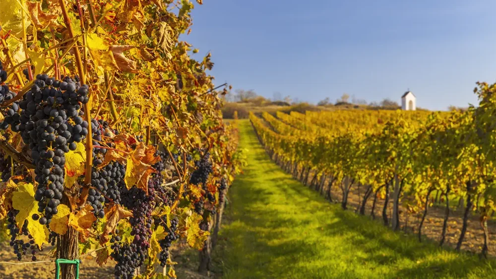 Vinohrad na vína do adventního kalendáře vín